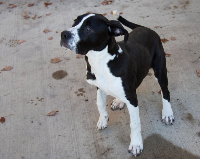 Lexi-Adoption Pending! Lexi-Adoption Pending!