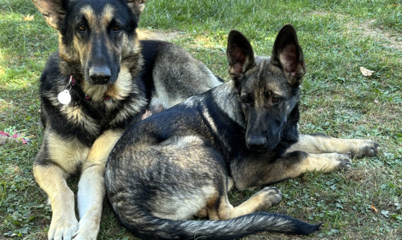 Willow & Milo-Adoption Pending!