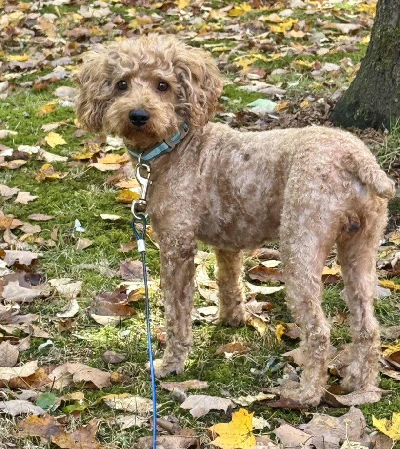 Odie-Available Soon! Odie-Available Soon!