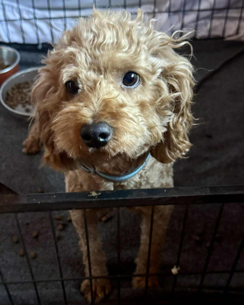 Odie-Available Soon! Odie-Available Soon!