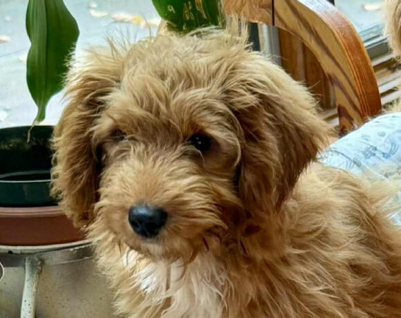 Opie-Applications Pending