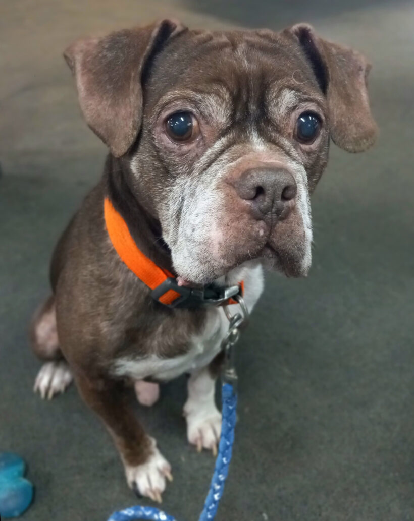 Ryder-Available Soon Ryder-Available Soon