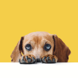 Why Does My Dog Cower?