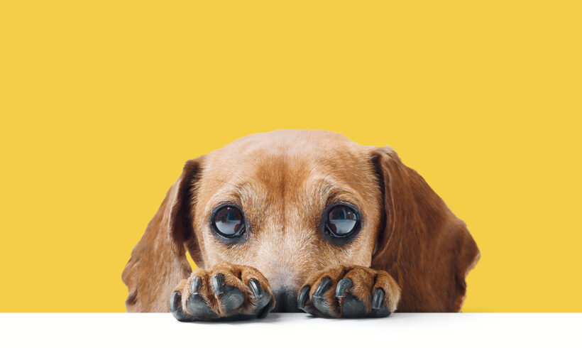 Why Does My Dog Cower?