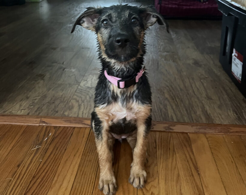 Daphne