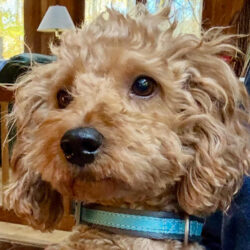 Odie-Available Soon!