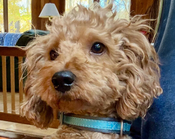 Odie-Available Soon!