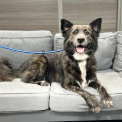 Understanding Canine Behavior Post-Adoption: A Guide for New Dog Owners
