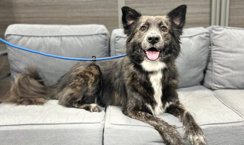 Understanding Canine Behavior Post-Adoption: A Guide for New Dog Owners