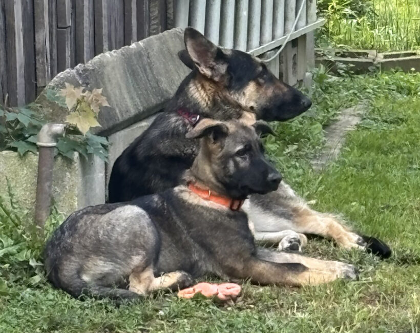 Willow & Milo