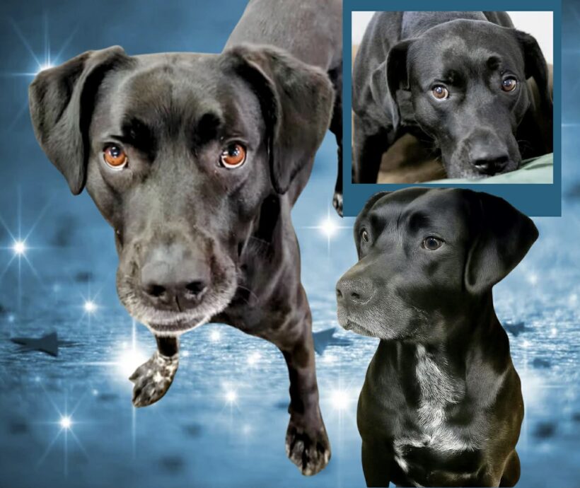 Duke Silver-Adopted!