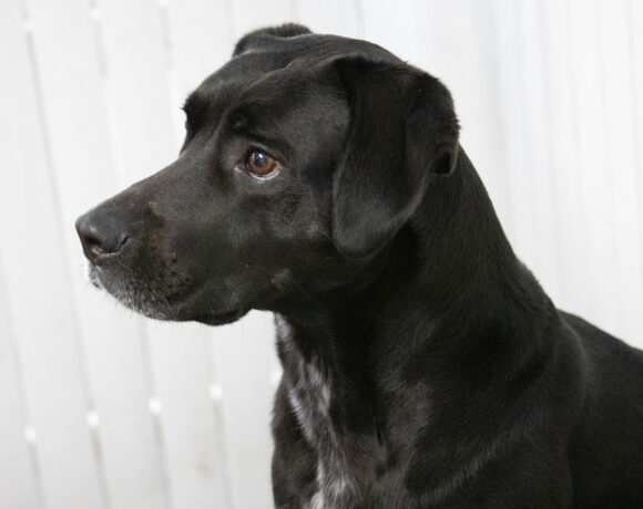 Duke Silver Duke Silver