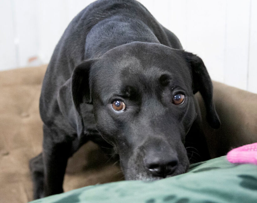 Duke Silver Duke Silver