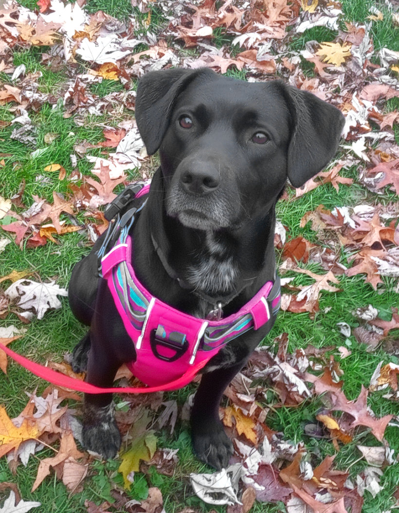 Duke Silver Duke Silver