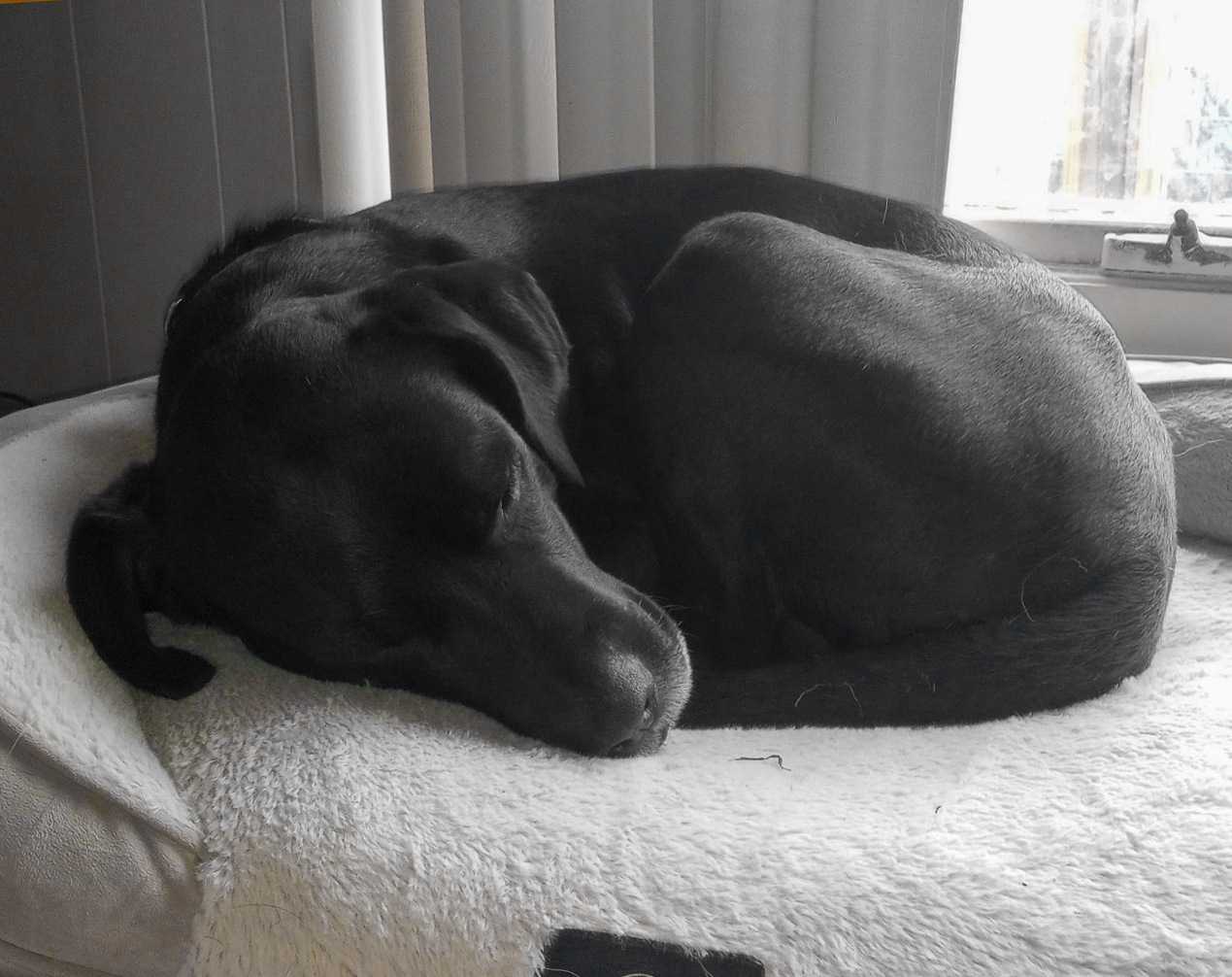 Duke Silver Duke Silver