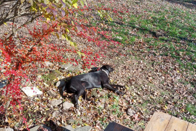 Duke Silver Duke Silver