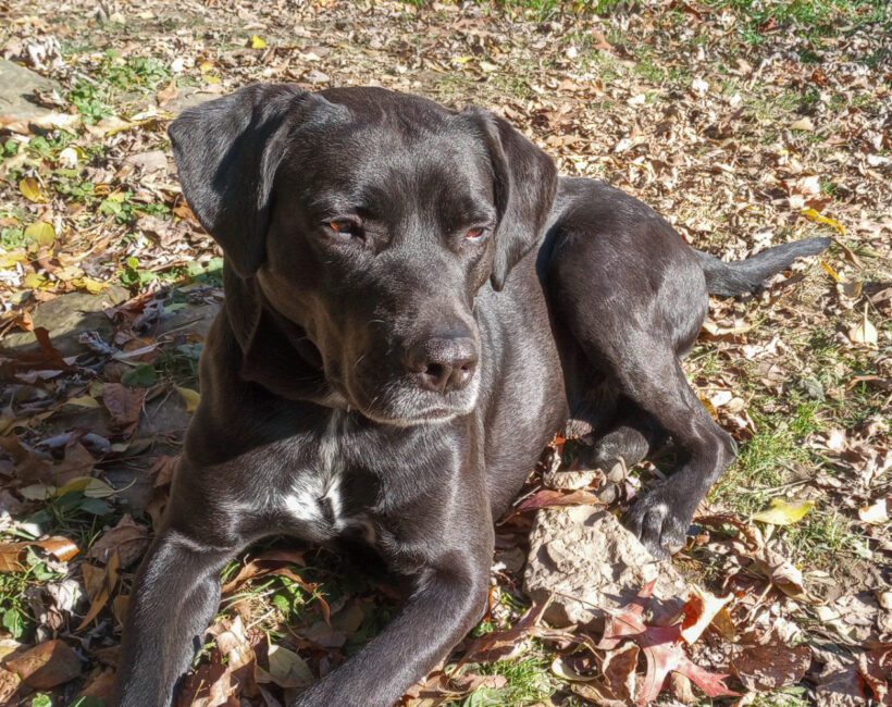 Duke Silver Duke Silver