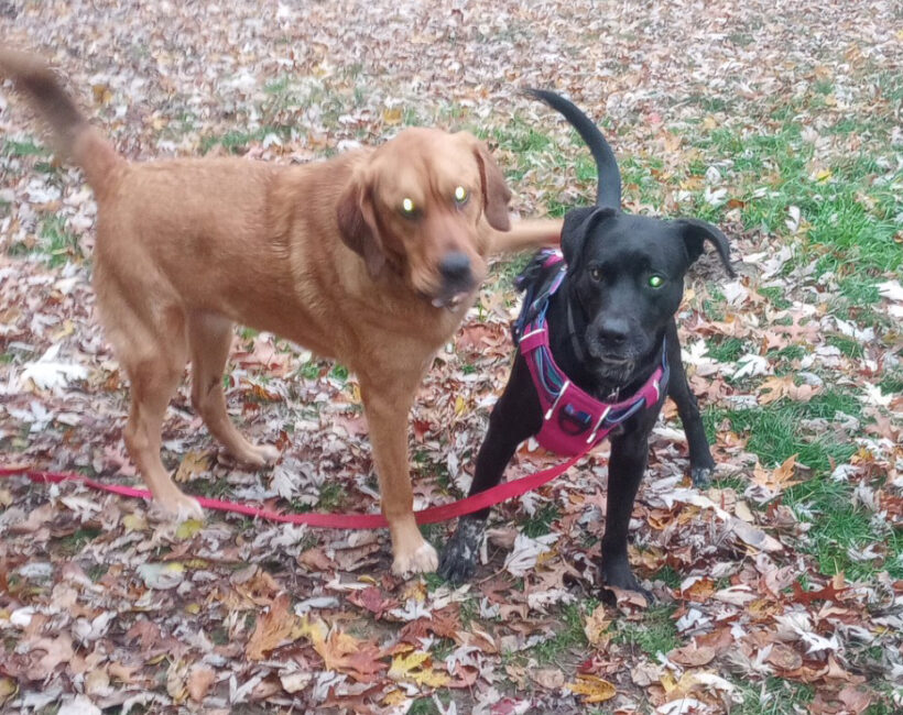 Duke Silver Duke Silver