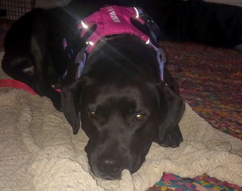 Duke Silver Duke Silver