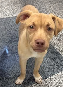 Marigold-Adopted! Marigold-Adopted!