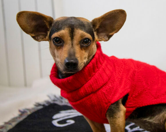 Sweet Potato-Applications Pending!