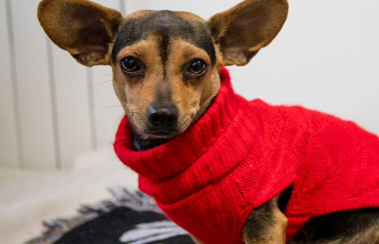 Sweet Potato-Adopted!