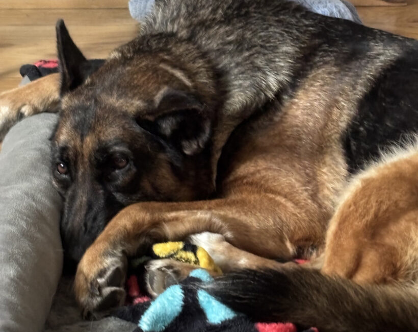 Violet-Available Soon