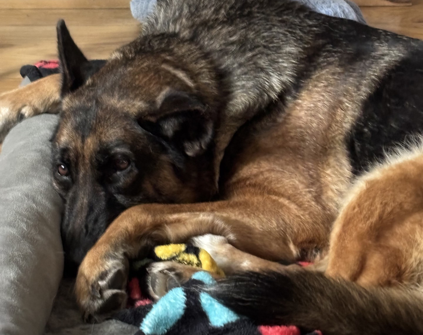 Violet-Available Soon! Violet-Available Soon!