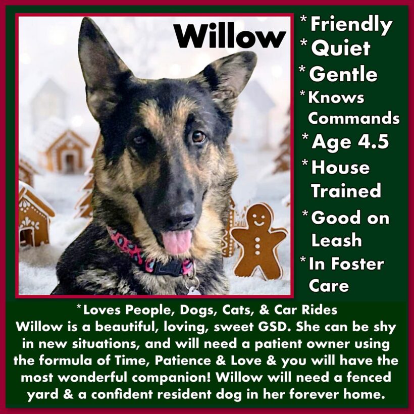 Willow-Adopted!