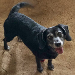 Dakota-Courtesy Listing