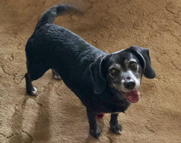 Dakota-Courtesy Listing