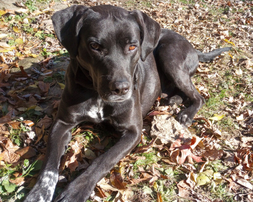 Duke Silver Duke Silver