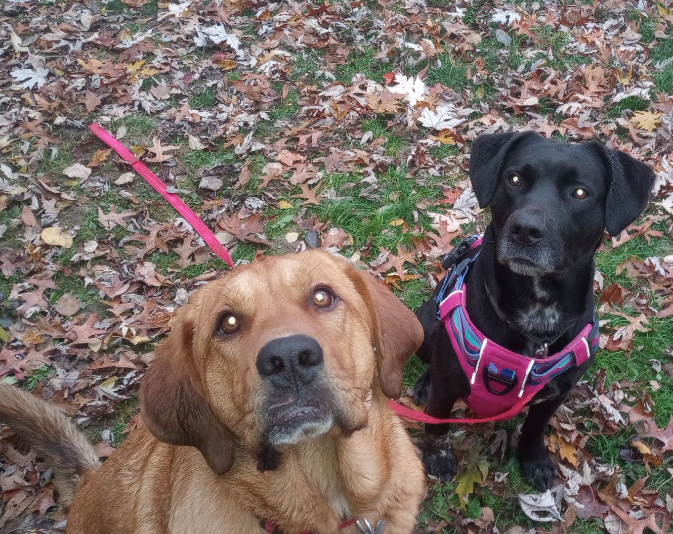 Duke Silver Duke Silver