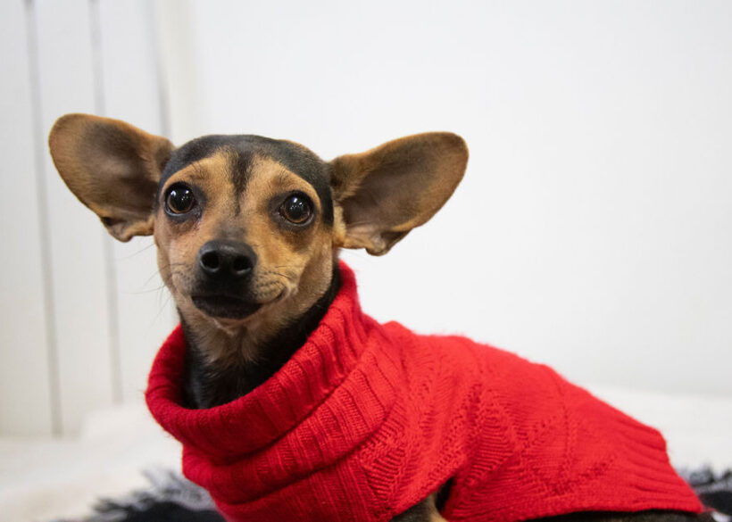 Sweet Potato-Adopted!