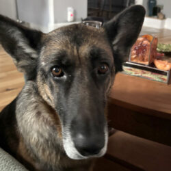 Violet-Available Soon!