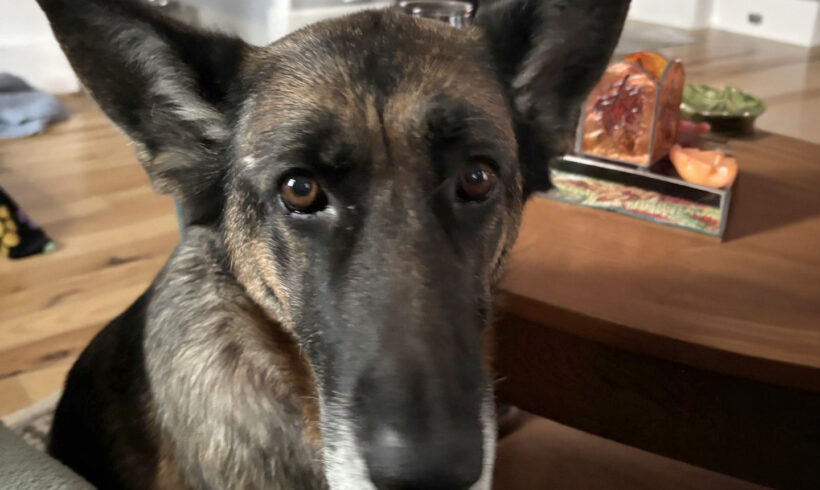 Violet-Available Soon