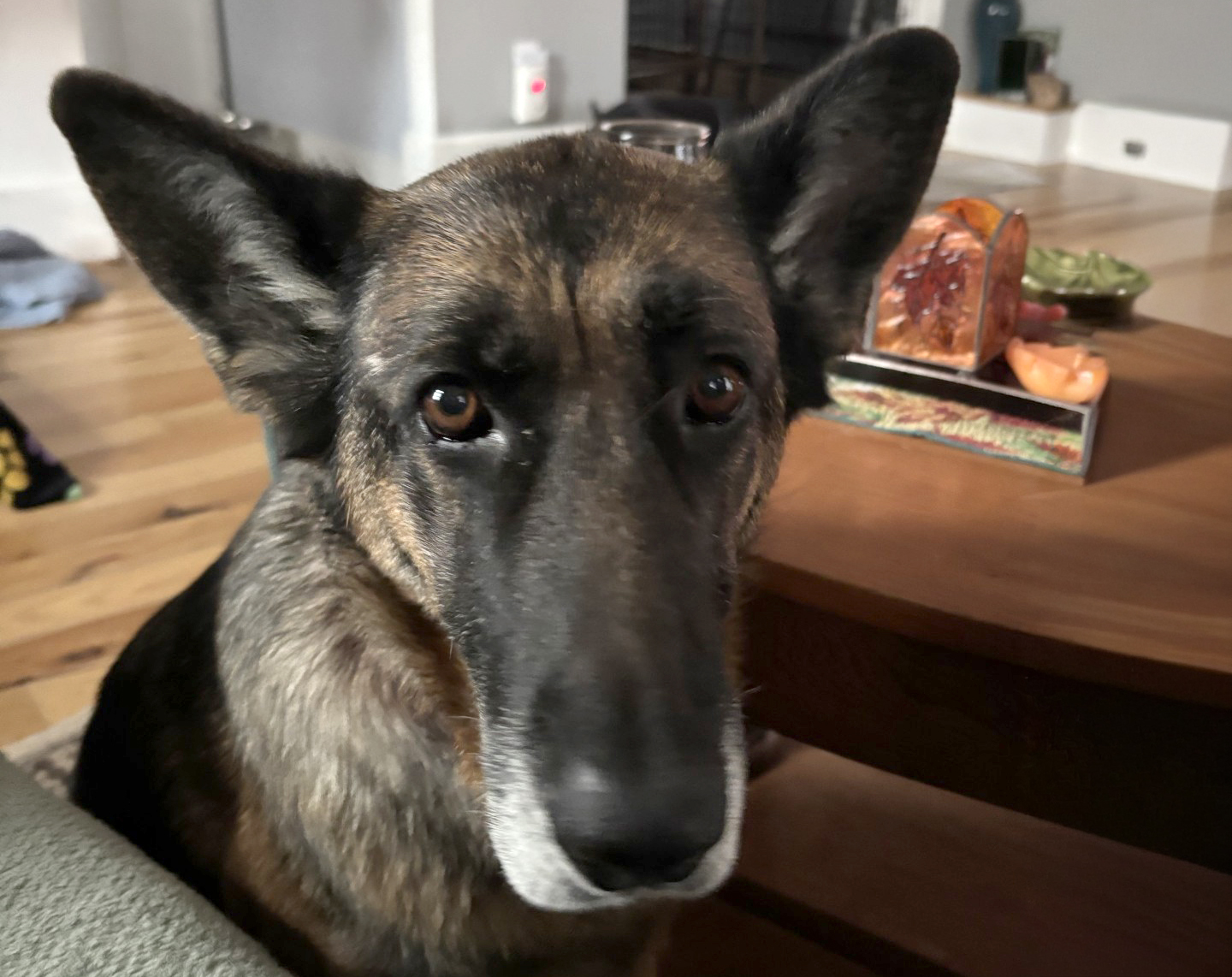 Violet-Available Soon! Violet-Available Soon!