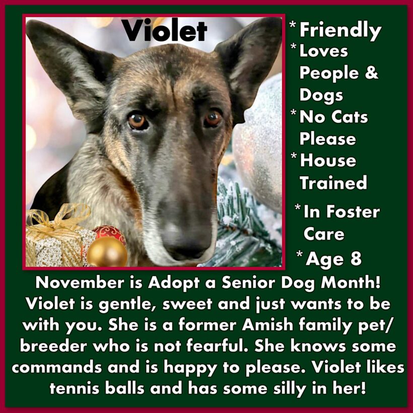 Violet-Available Soon