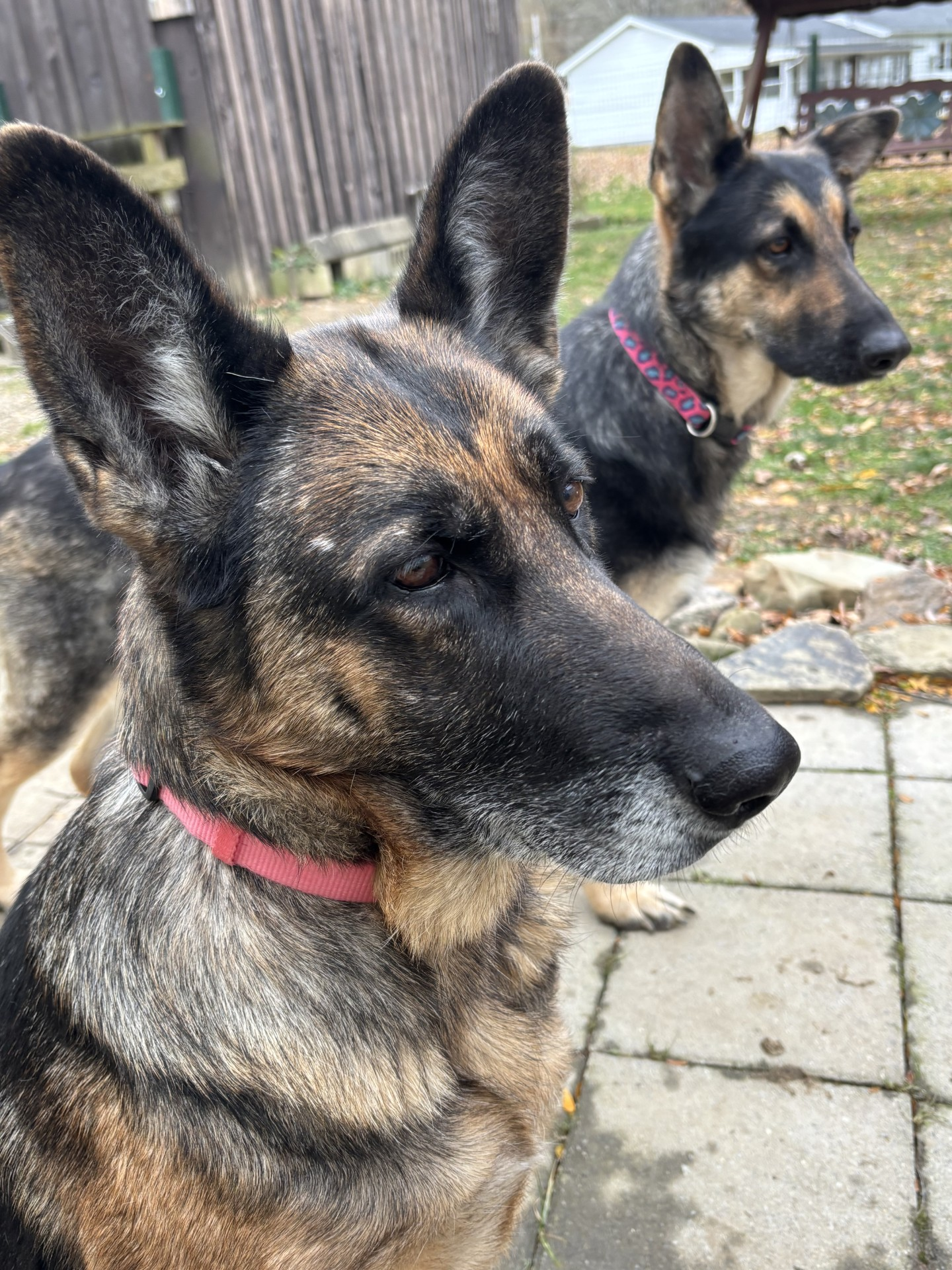 Violet-Available Soon! Violet-Available Soon!