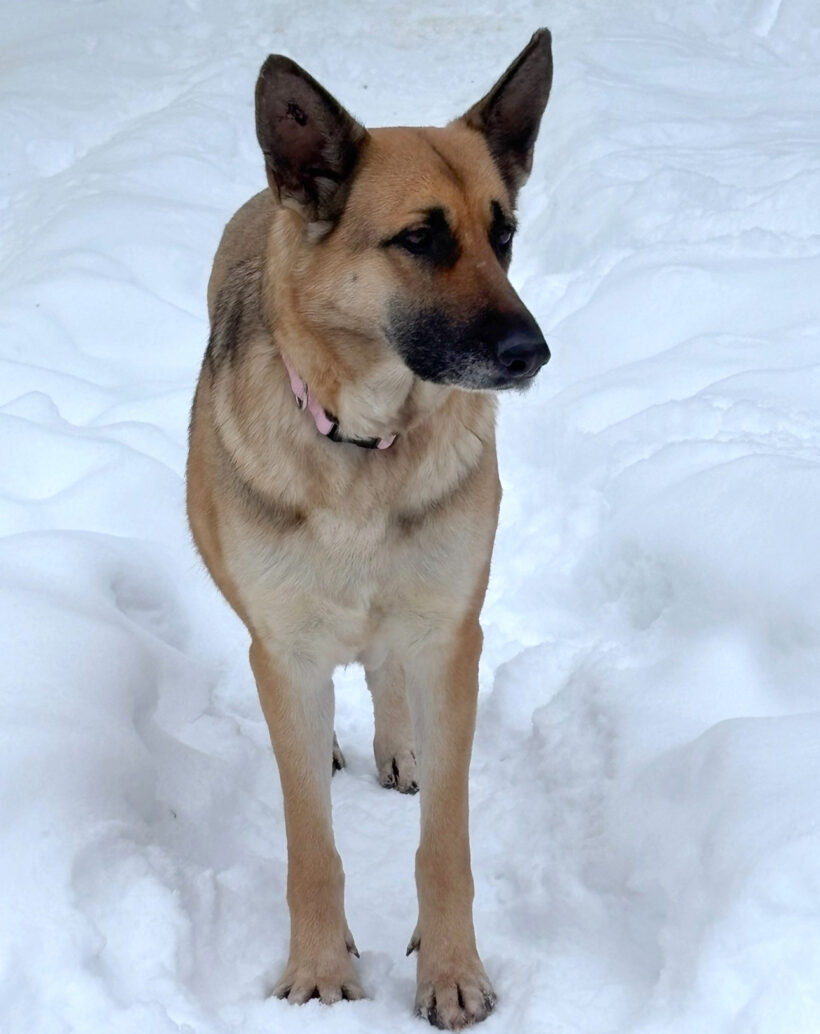 Bella-Available Soon!