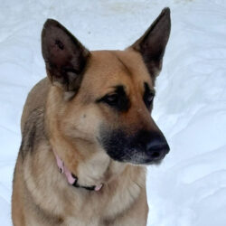 Bella-Available Soon!