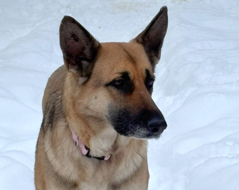 Bella-Available Soon!