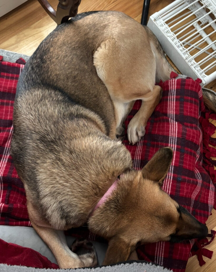 Bella-Available Soon!