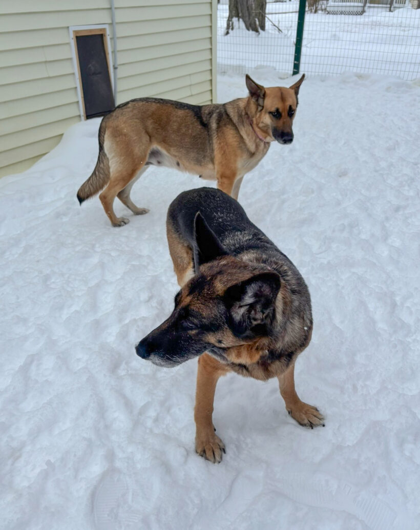 Bella-Available Soon!