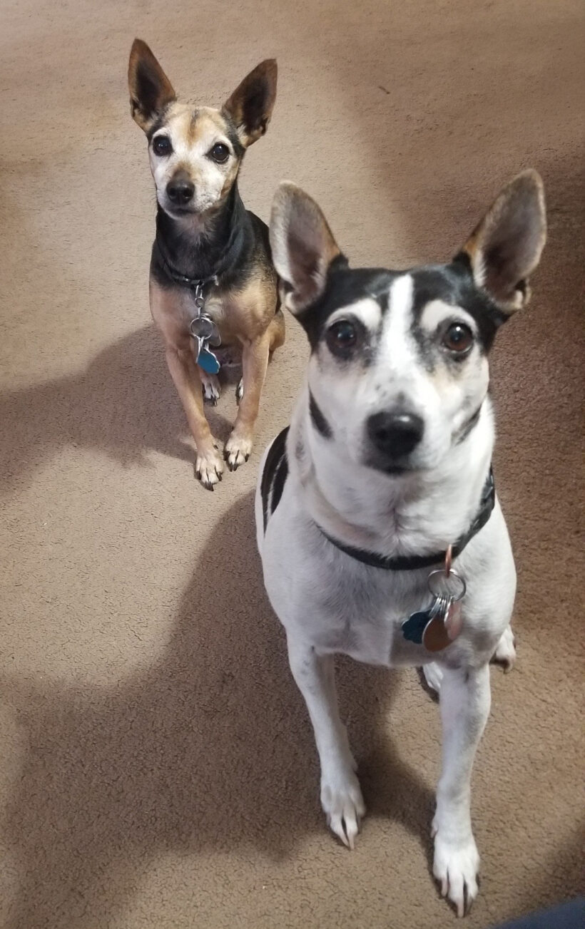 Pixie and Trixie-Courtesy Listing