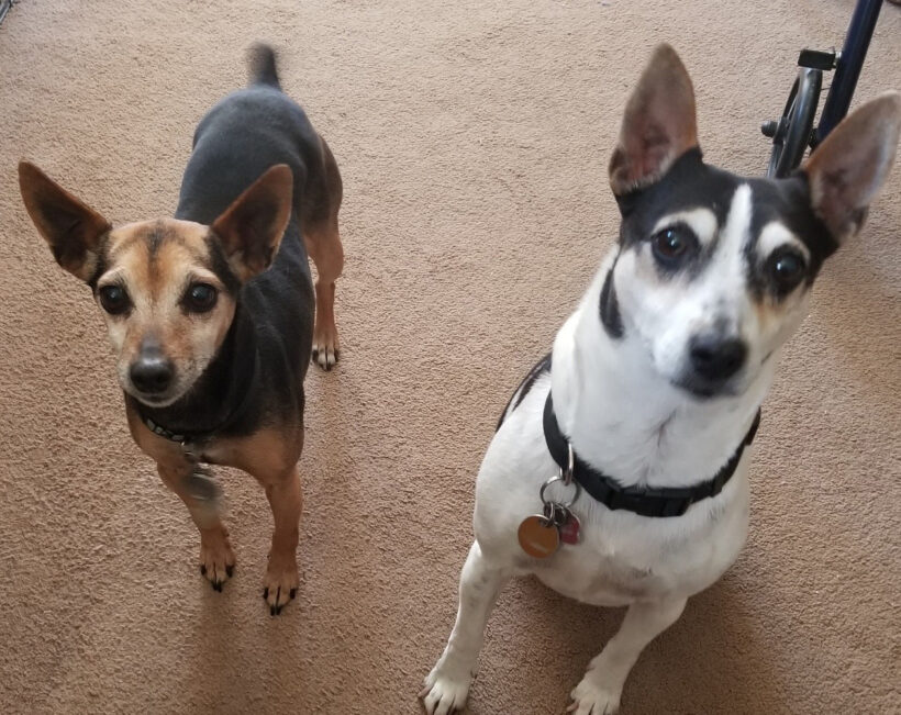 Pixie and Trixie-Courtesy Listing