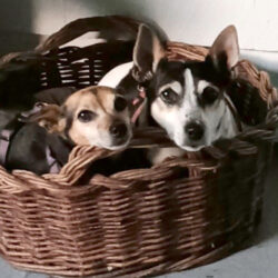 Pixie and Trixie-Courtesy Listing