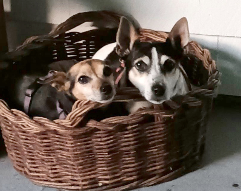 Pixie and Trixie-Courtesy Listing