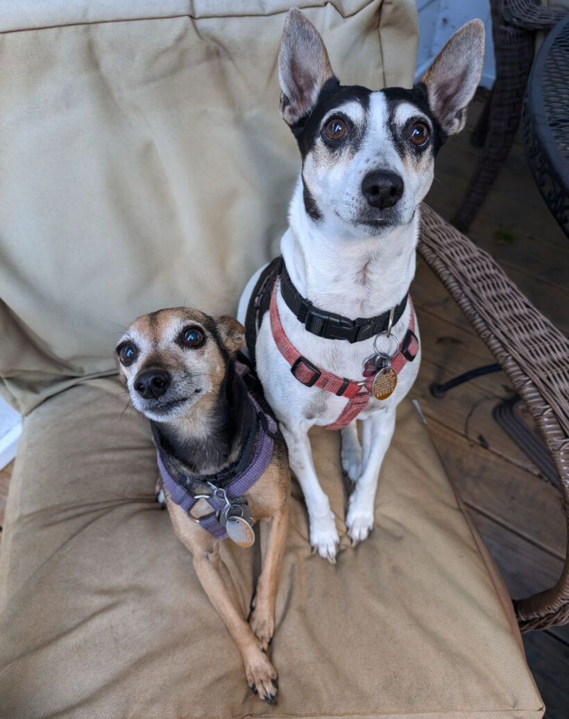 Pixie and Trixie-Courtesy Listing