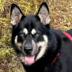 Remmy-Courtesy Listing